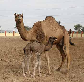 Bikaner camel breeding